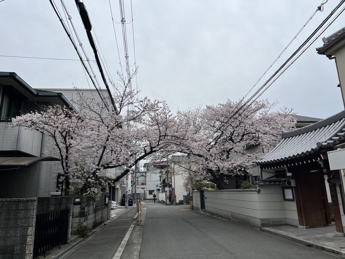 桜のトンネル