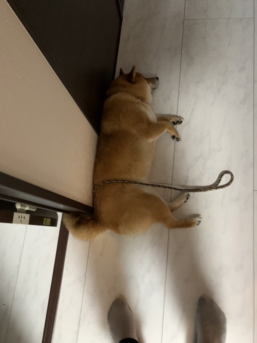 今朝の散歩に行く前の写真です！
