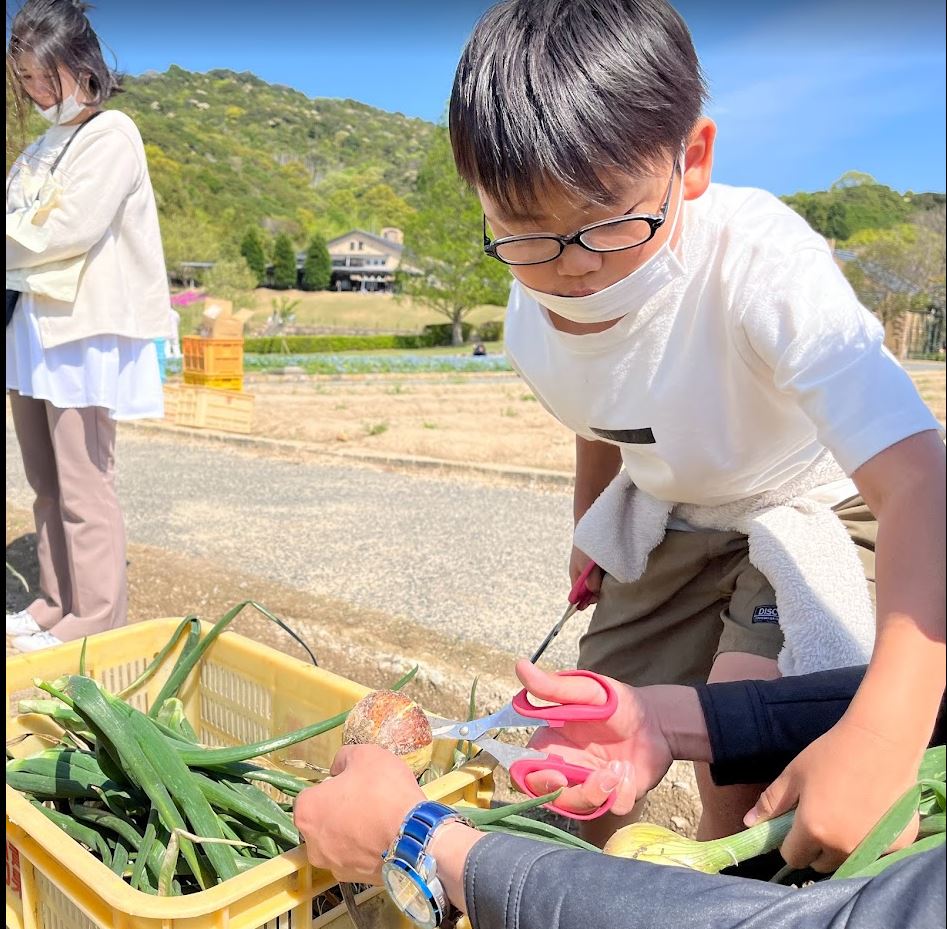 淡路島の玉ねぎ掘り