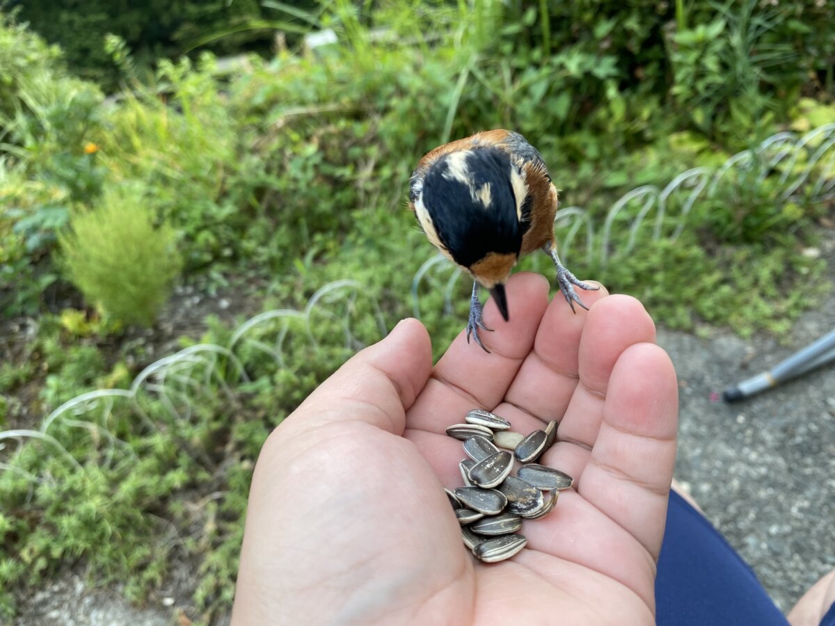ヤマガラ という野鳥です！