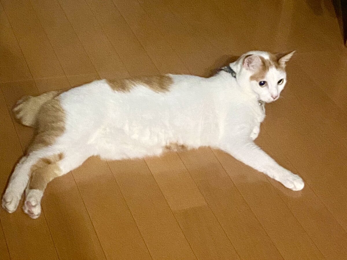 愛猫②