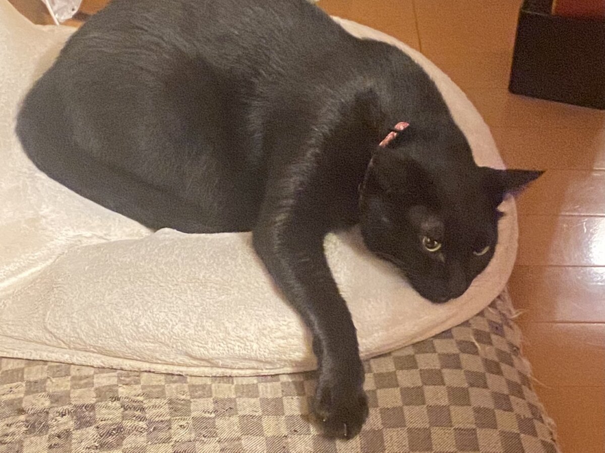 愛猫①
