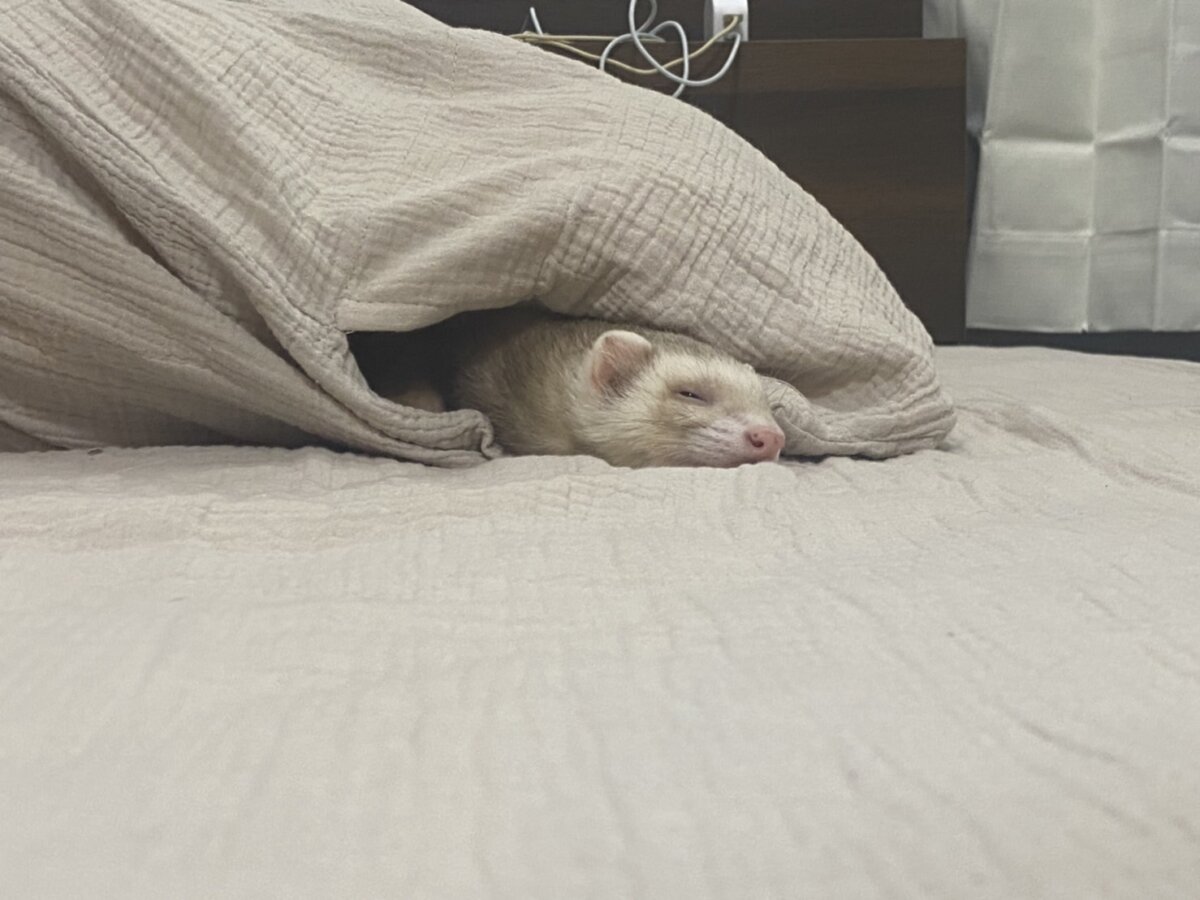 イタチ