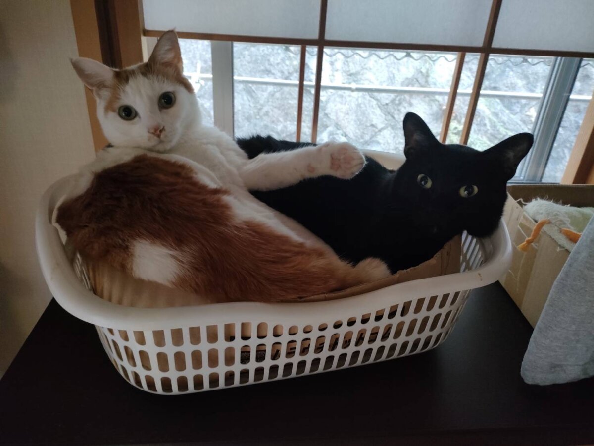 実家の愛猫たち🤍🖤