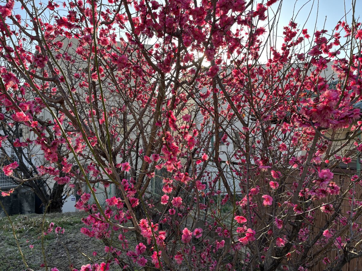 梅の花🌸