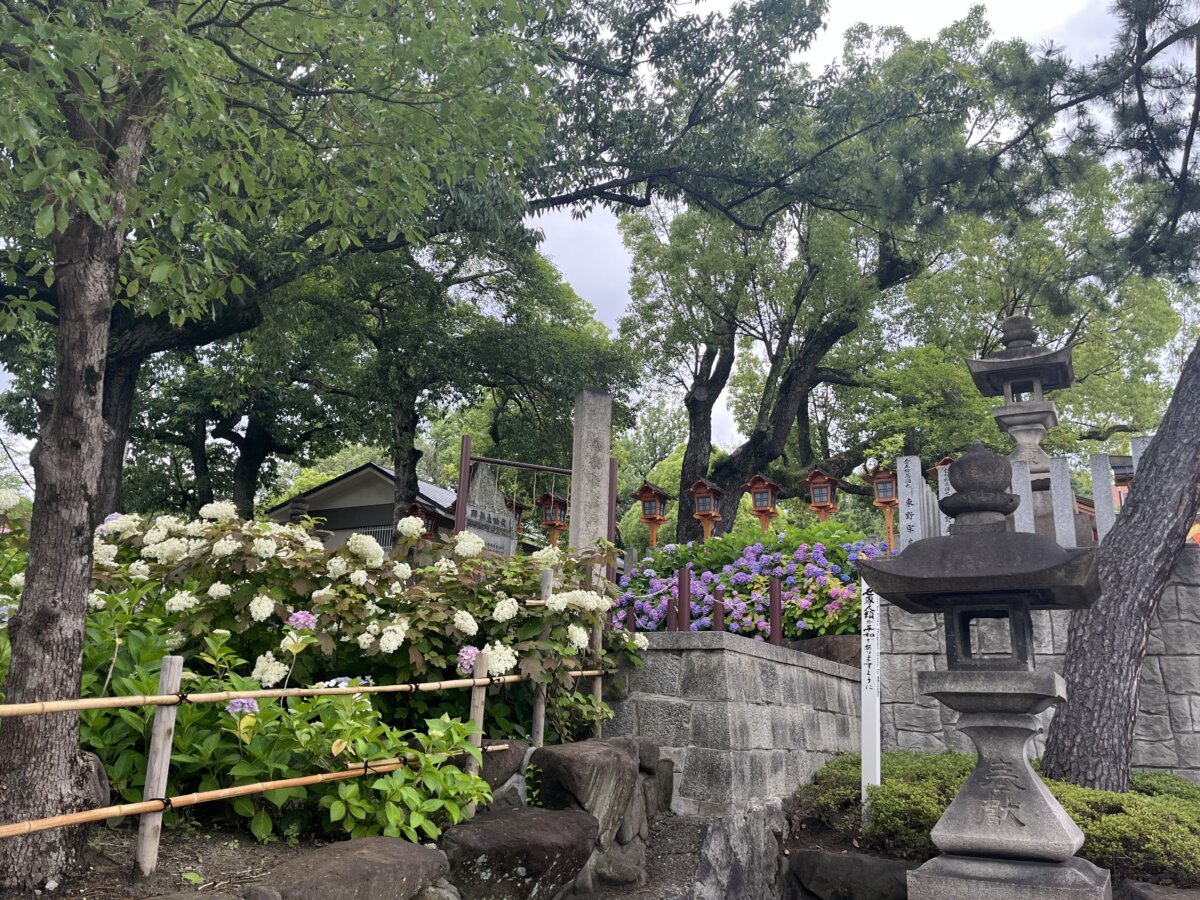 紫陽花の季節
