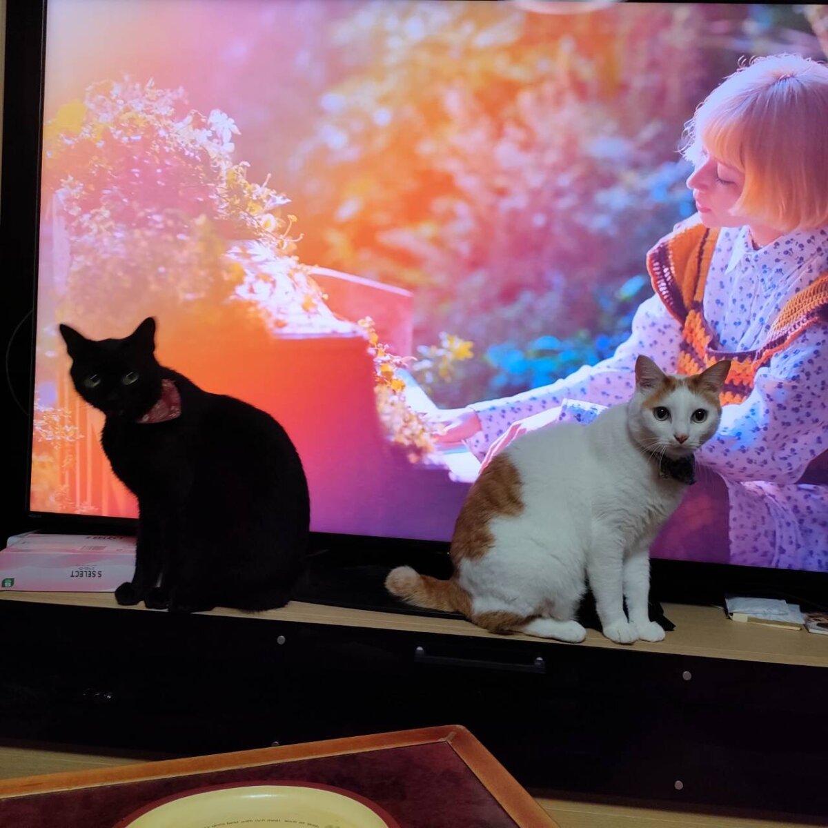 最近の実家の猫たち💛🖤