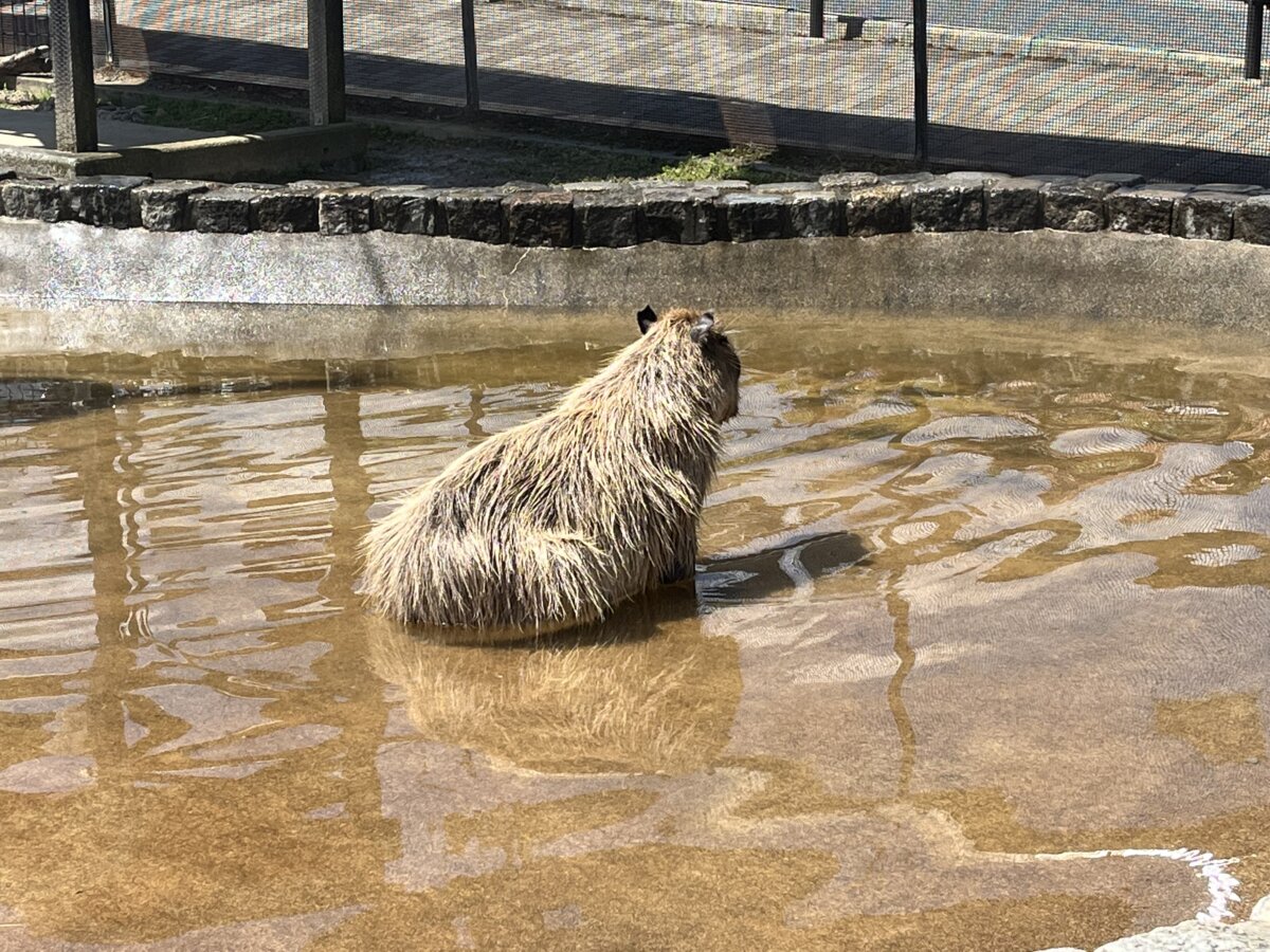 カピバラさん