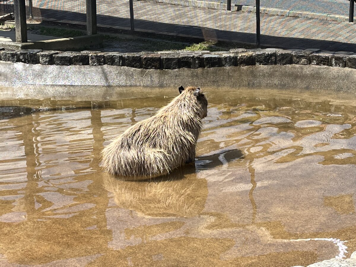 カピバラさん