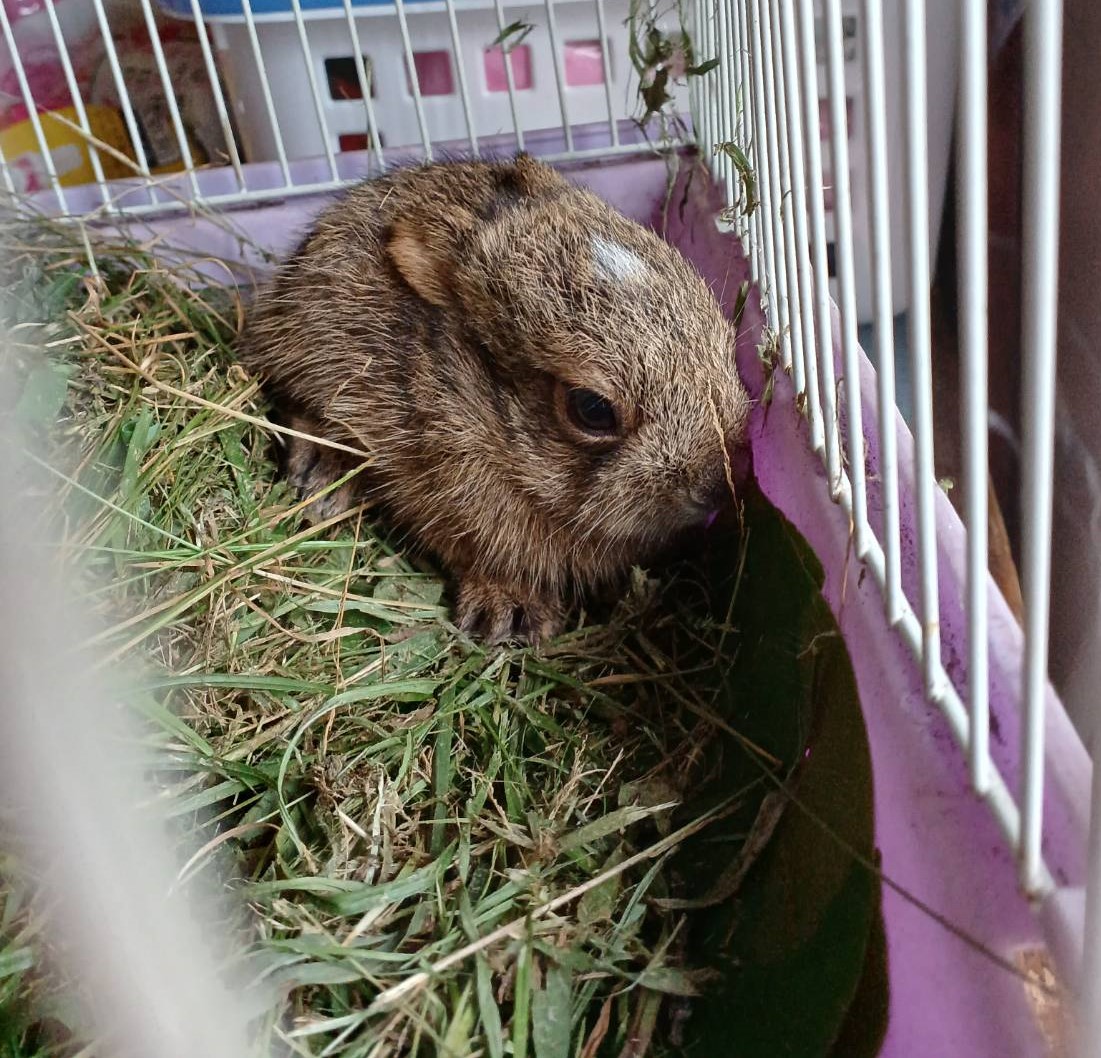 大きさは手のひらサイズでした。