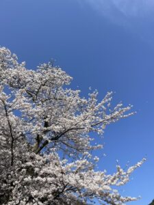 今年撮影した写真を集めてみました～