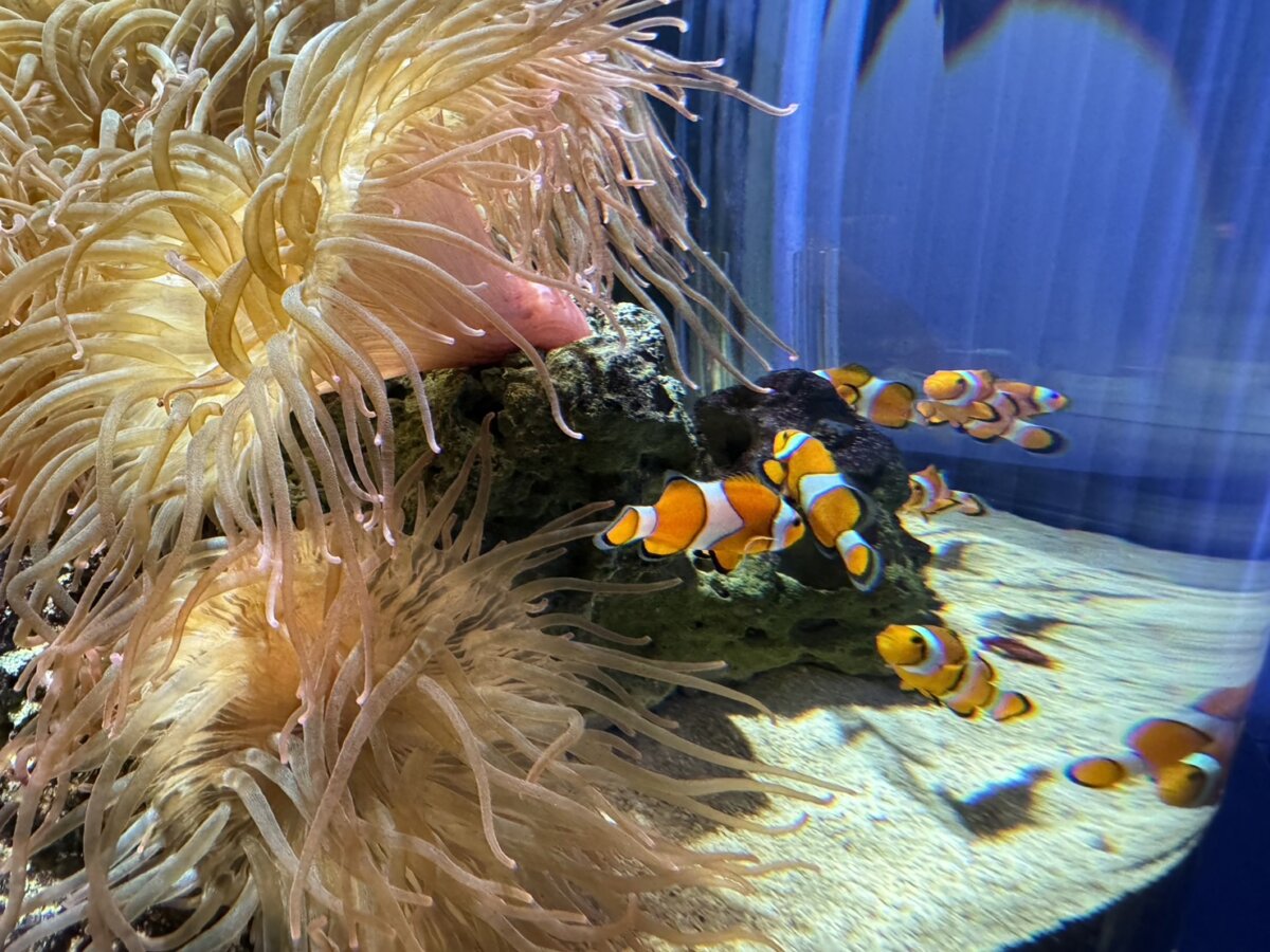 カクレクマノミ！